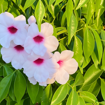 Pandorea Jasminoides ( Bower Vine ) Plant