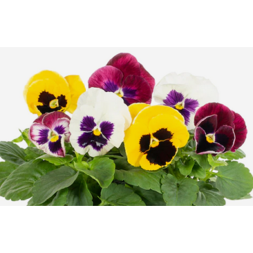 Buy Pansy Flower Plant
