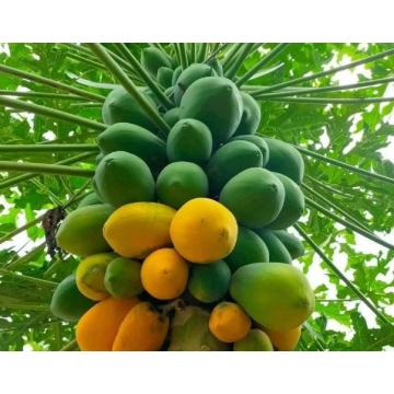 Red Lady Papaya Fruit Plant