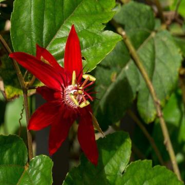 Passiflora Coccinea, Passion Flower Plant 