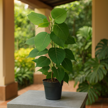 Buy Ficus Religiosa Plant, Holy Fig Tree , Pipal Plant