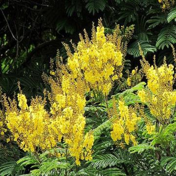 Buy Peltophorum Ferrugineum, Copperpod Tree,  Peeli Gulmohar 