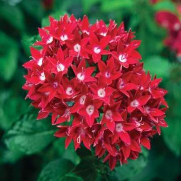 Pentas Lanceolata ,Egyptian Star Flower Plant
