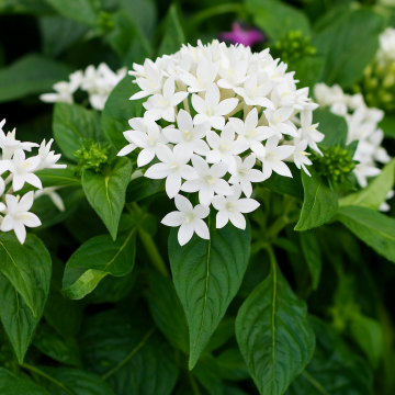 White Pentas Plant , Egyptian Star Cluster