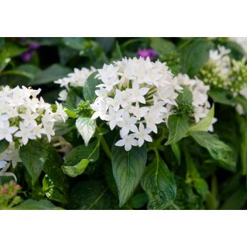 White Pentas Plant , Egyptian Star Cluster