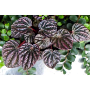 Peperomia Caperata ( Emerald Ripple ) Plant 