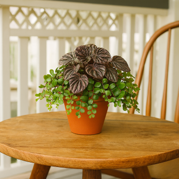 Peperomia Caperata ( Emerald Ripple ) Plant 