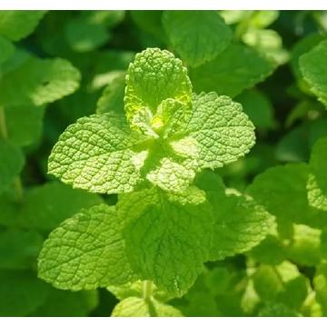 Peppermint ( Mentha Piperita ) Plant