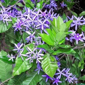 Buy Petrea Racemosa ( Volubilis ) Plant , Purple Wrath Plant 