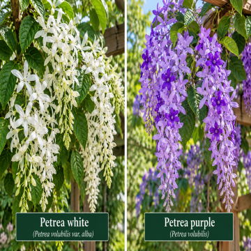 Petrea White And Purple Plant Combo