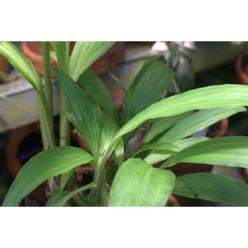 Buy Phaius Wallichii Plant 