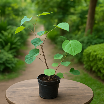 Grewia Asiatica ( Phalsa Tree ) - 50 Seeds Pack