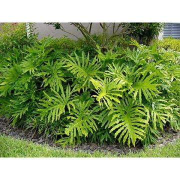 Buy Philodendron Bipinnatifidum , Philodendron Plant