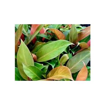 Buy Philodendron Plant 
