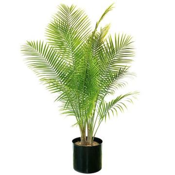 Buy Phoenix Palm Plant In India