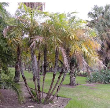 Phoenix Paludosa, Mangrove Date Palm - 10 Seeds Pack