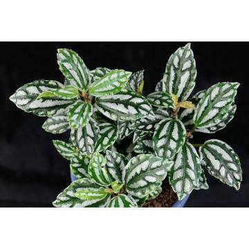 Buy Pilea Cadierei , Aluminium Plant , Watermelon Pilea