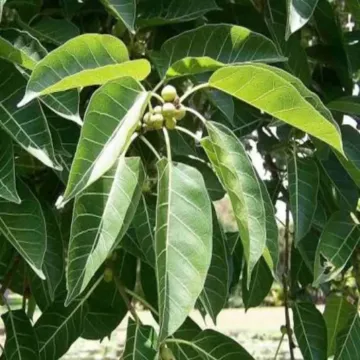 Buy Ficus Virens ( Pilkhan ), White Fig Plant 