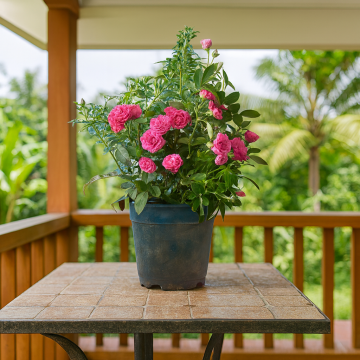 Pink Miniature Rose, Button Rose Plant