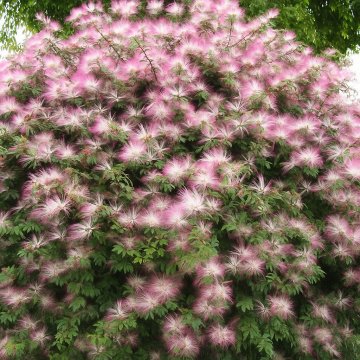 Buy Calliandra Brevipes, Pink Powder Puff Plant 