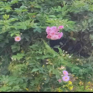Buy Creeping Or Climbing Pink Rose Plant 