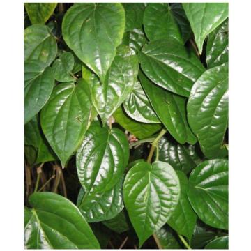 Piper Betel, Maghai Paan  Plant Online