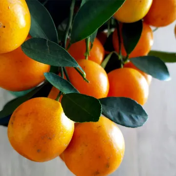 Narangi Plant ( Citrus Reticulata )