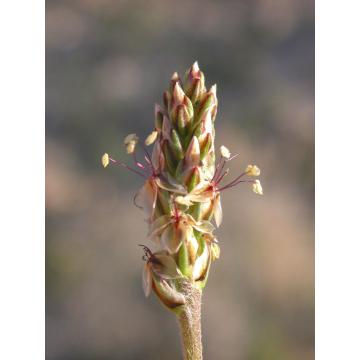 Plantago Ovata, Blond Plantain - 100 Seeds Pack