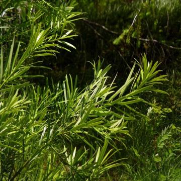 Buy Podocarpus Chinensis, Chinese Podocarpus Plant 