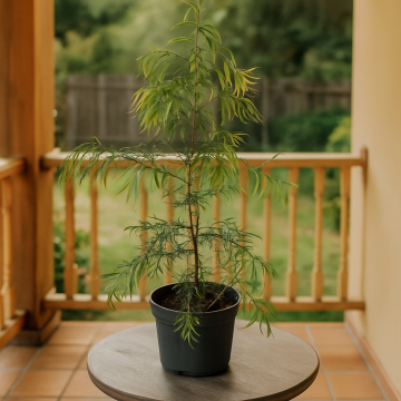 Podocarpus Gracilior Plant, Fern Pine, African Fern Pine Conifer 