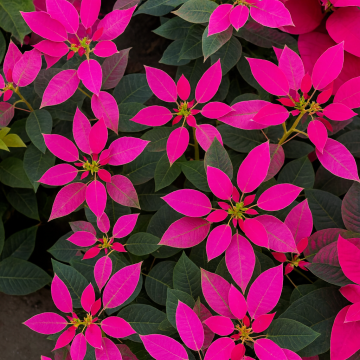 Poinsettia Pink Christmas Star Plant