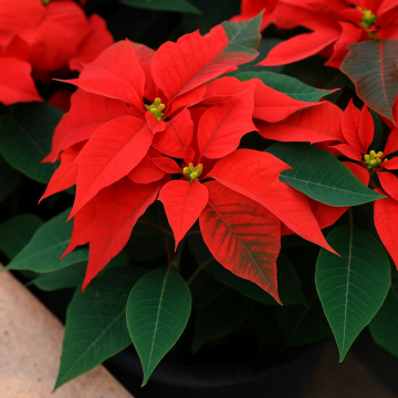 Buy Euphorbia Pulcherrima, Poinsettia Red Plant 