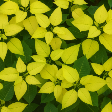 Poinsettia "Yellow Christmas Star" Plant