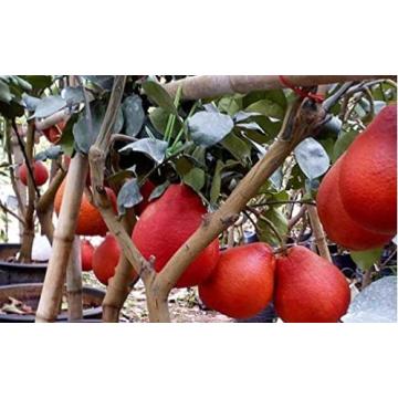 Pomelo Thai Red Plant