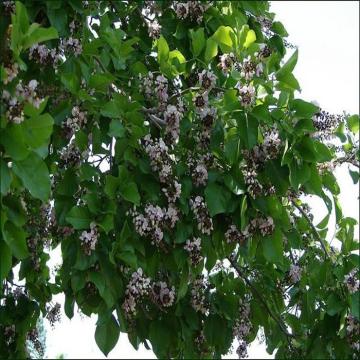 Buy Pongamia Pinnata, Pongam Tree Plant 