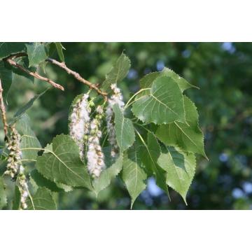 Buy Populus Deltoides, Poplar Plant 