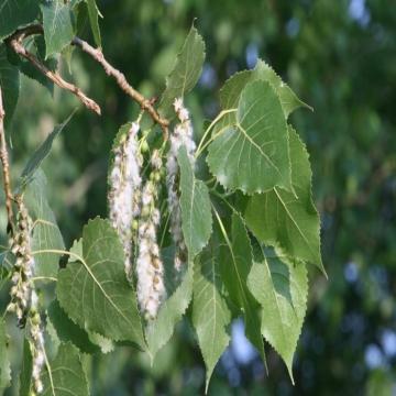 Buy Populus Deltoides, Poplar Plant 