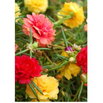Buy Portulaca Grandiflora - 9 0 Clock Plant ( Assorted Colors )