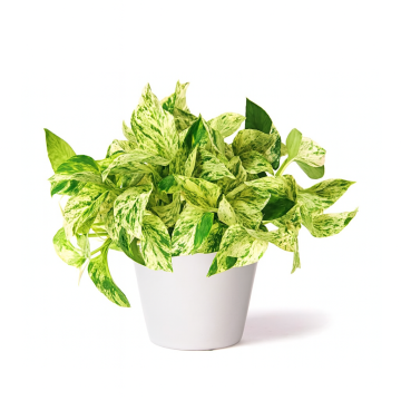 Buy Pothos Marble Queen Plant  ( Money Plant ) 