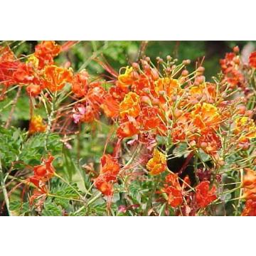 Caesalpinia Pulcherrima (Peacock Flower) - 100 Seeds For Sale In India