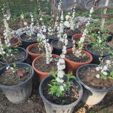 White Cherry Blossom ( Prunus Glandulosa )