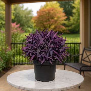 Tradescantia Pallida , Purple Heart Plant 