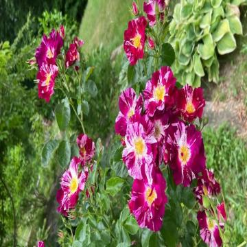 Buy Creeping Or Climbing Purple Rose Plant 