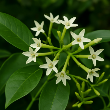 Buy Cestrum Nocturnum , Raat Ki Rani Plant 