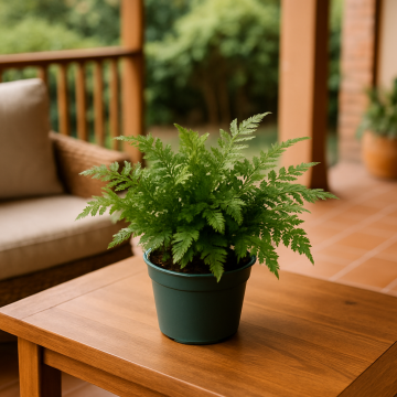 Davallia Fejeensis, Rabbits Foot Fern Plant