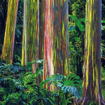 Eucalyptus Deglupta Rainbow Eucalyptus 100 Seeds Pack