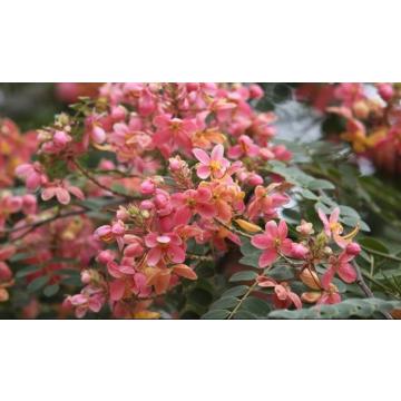 Cassia Javanica Rainbow Shower Tree 100 Seeds 