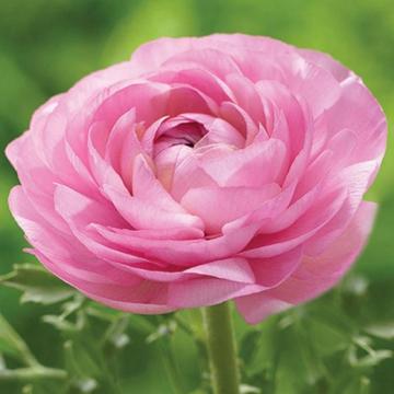  Ranunculus Plant, Assorted Colors - Pack of 2