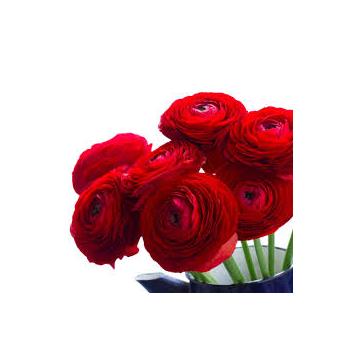 Buy Ranunculus  Red Bulbs - Set Of 4 Bulbs 