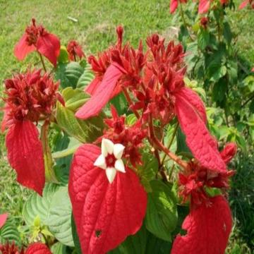 Mussaenda Erythrophylla , Red Flag Bush Plant 